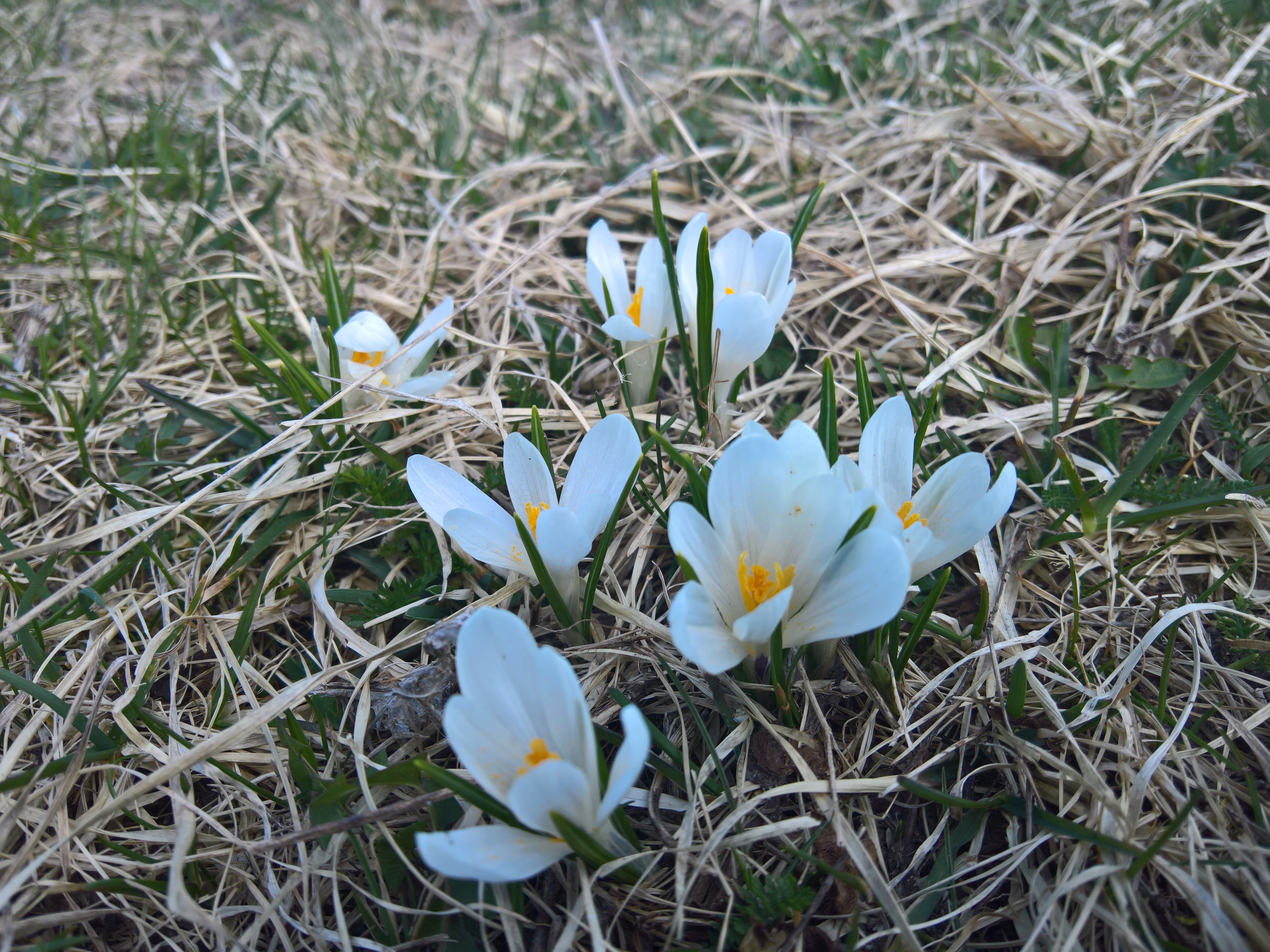 fiori del Pizzoc