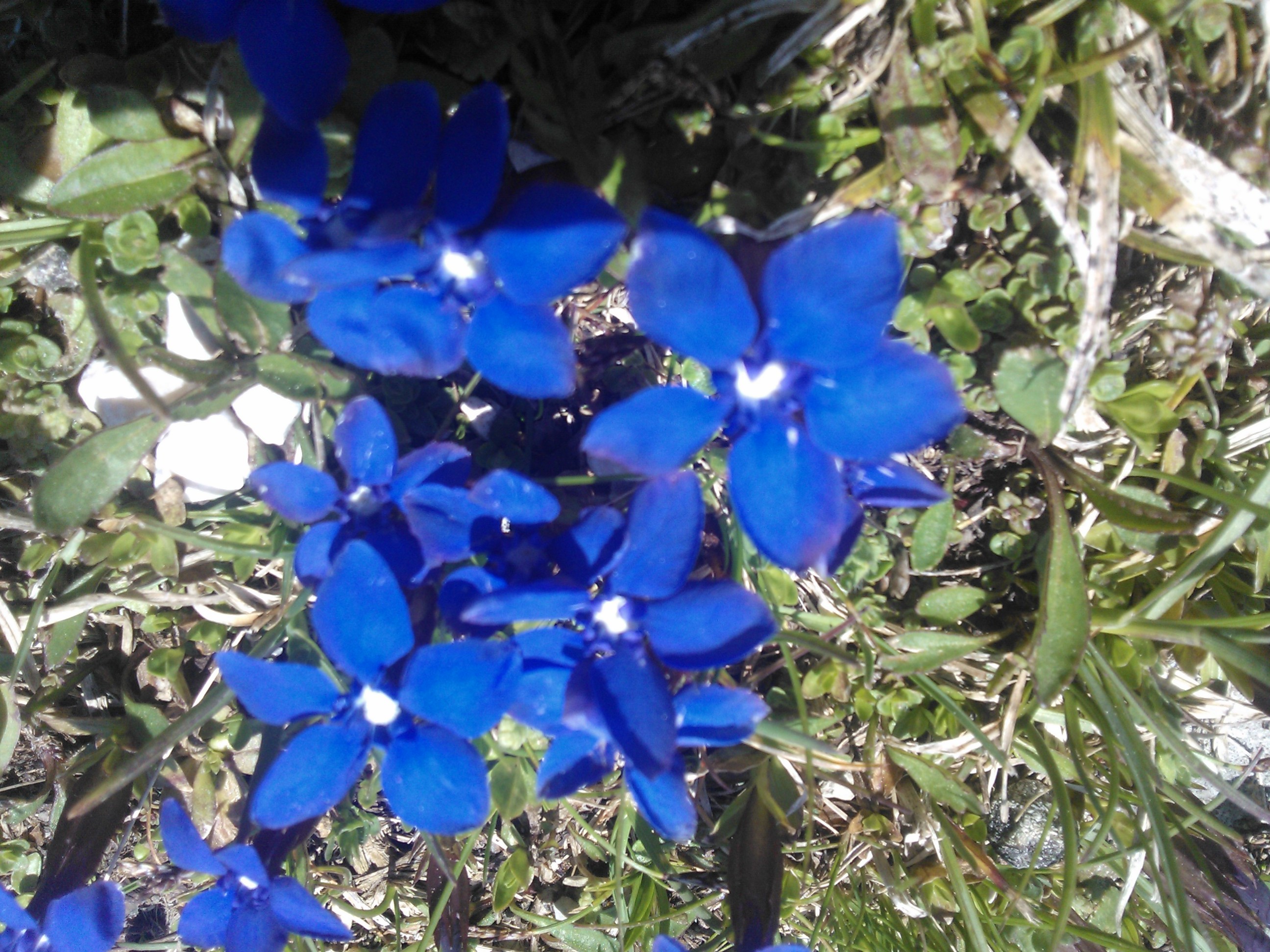 Fiori