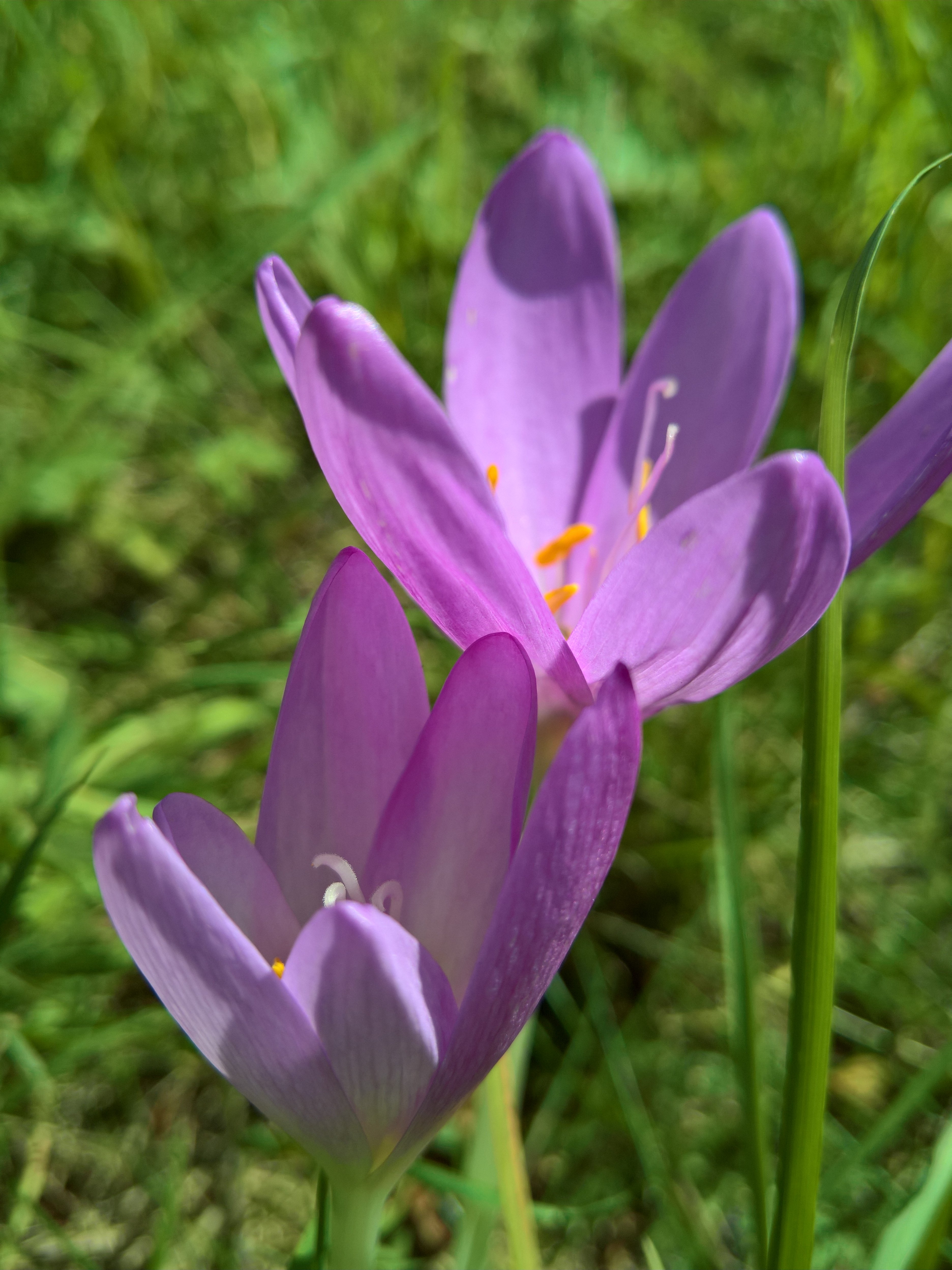 Fiori