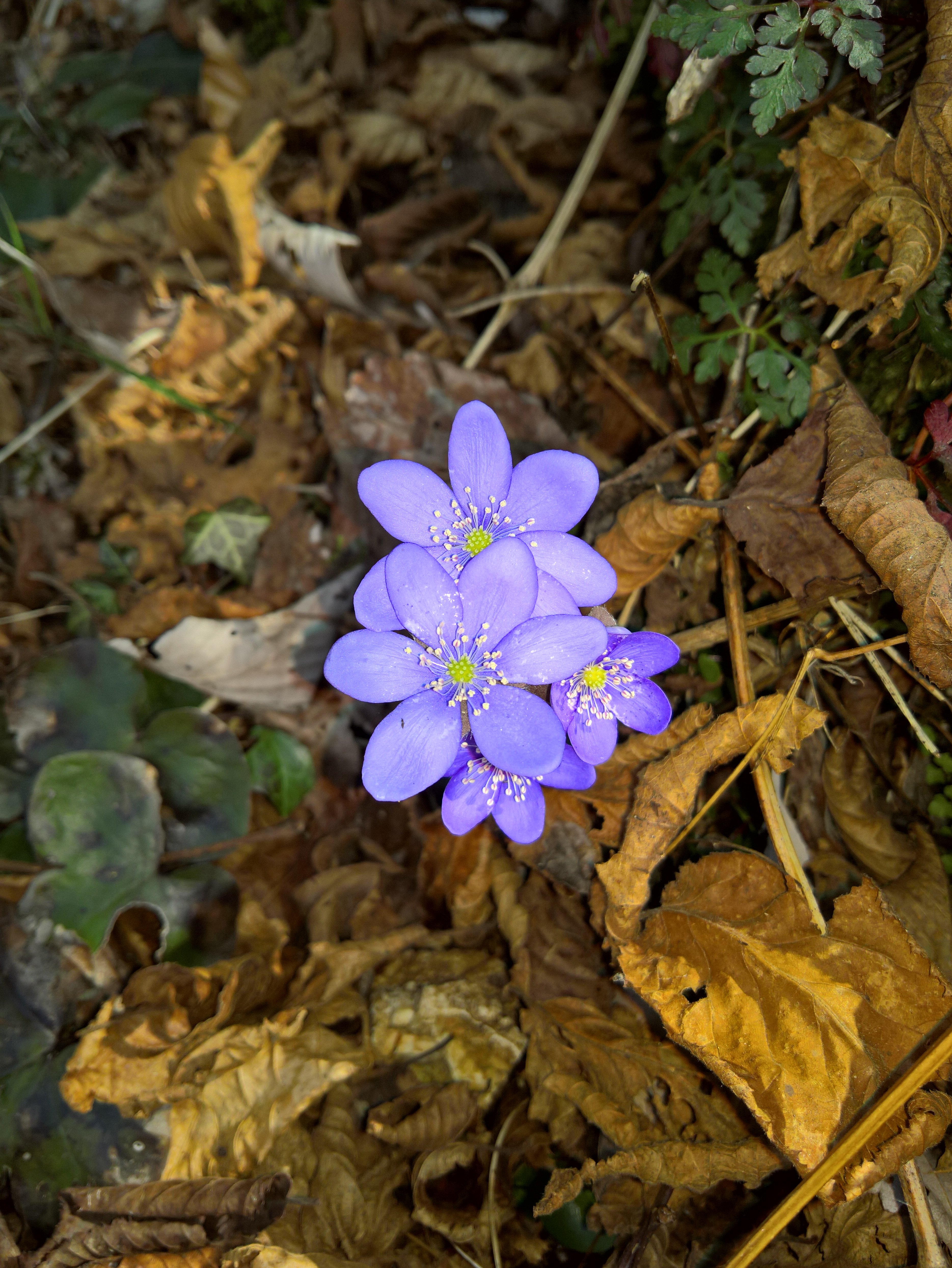Fiori