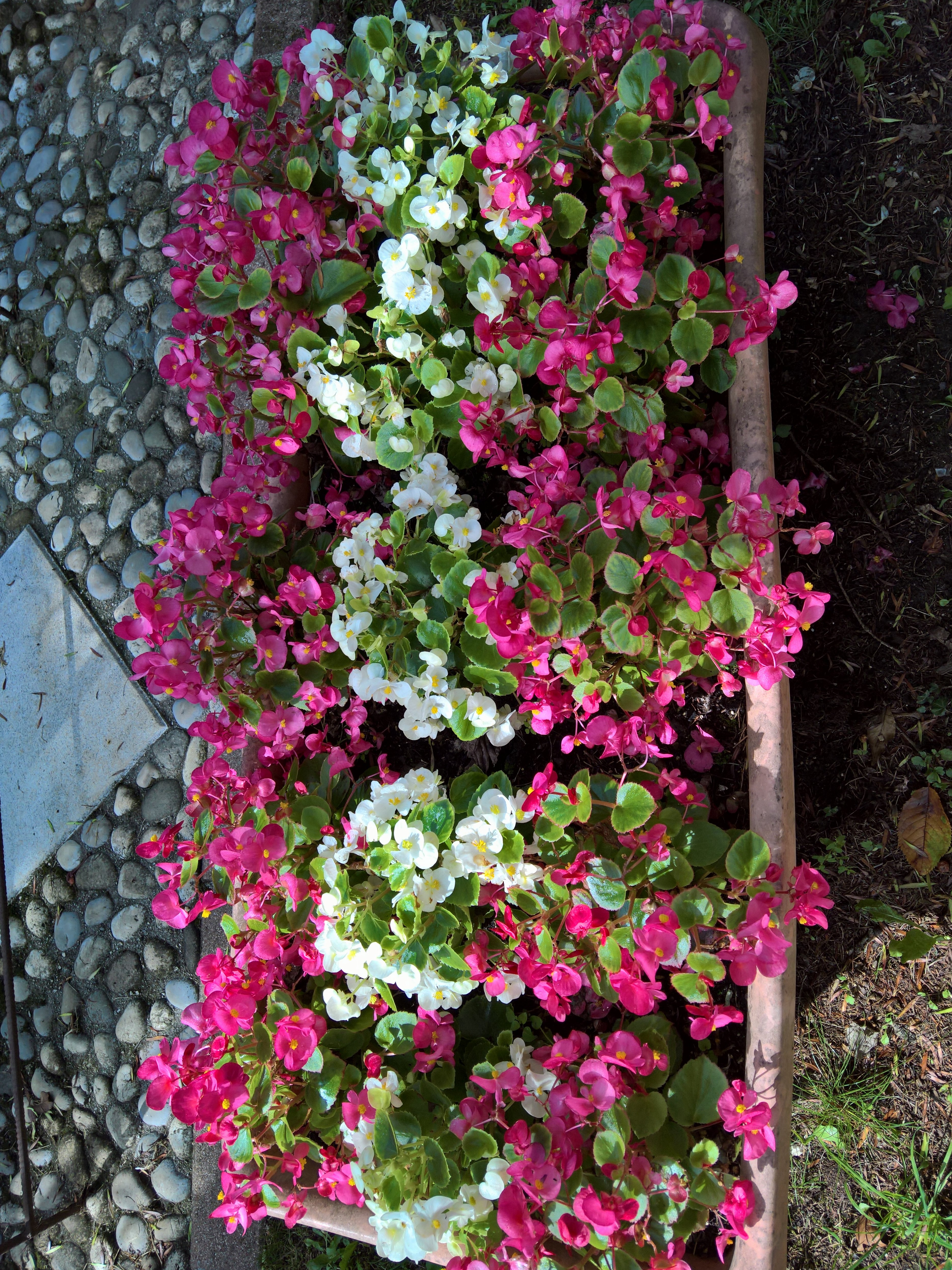 i fiori del "nonno"