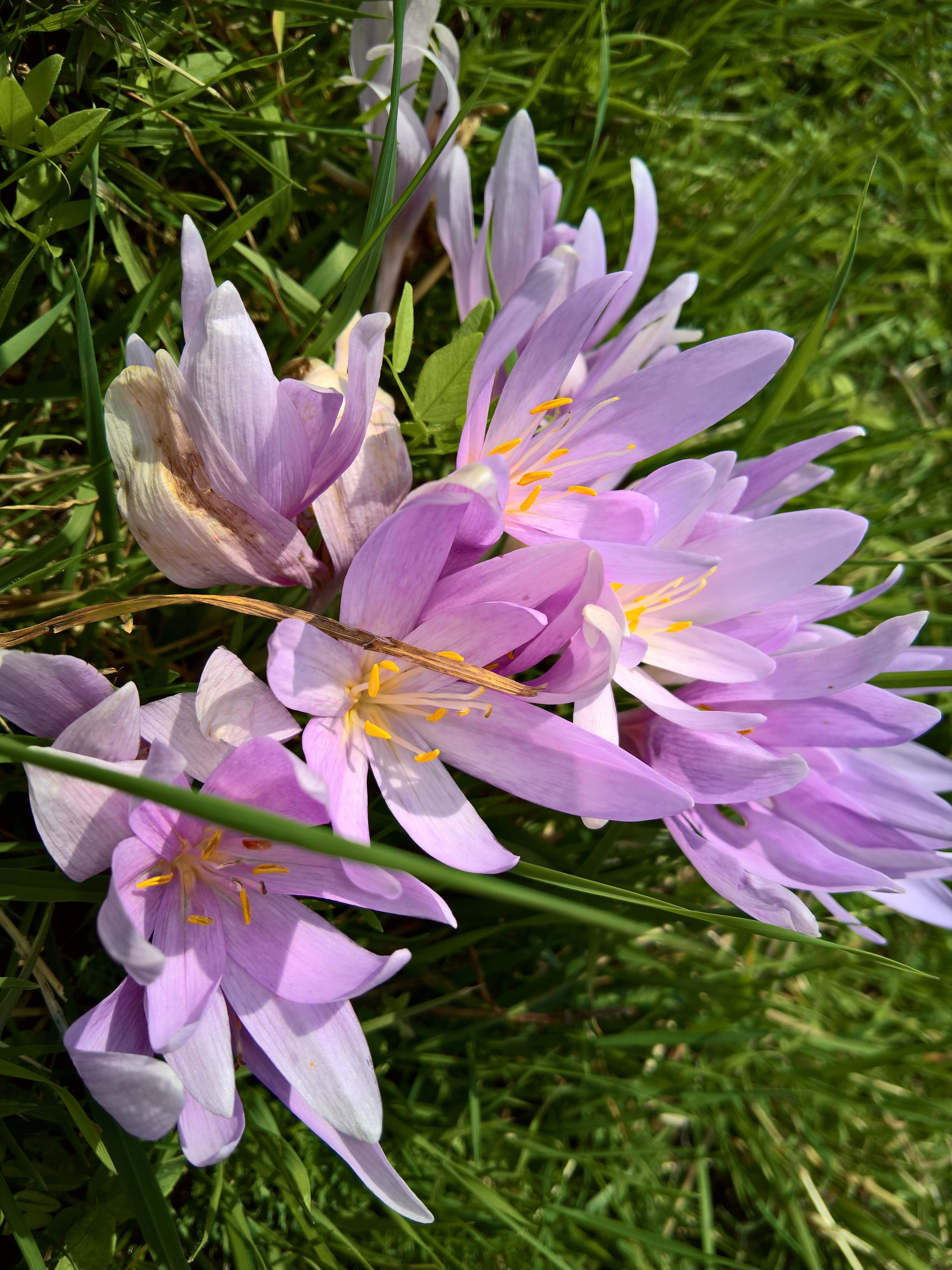 I fiori di Col Indes