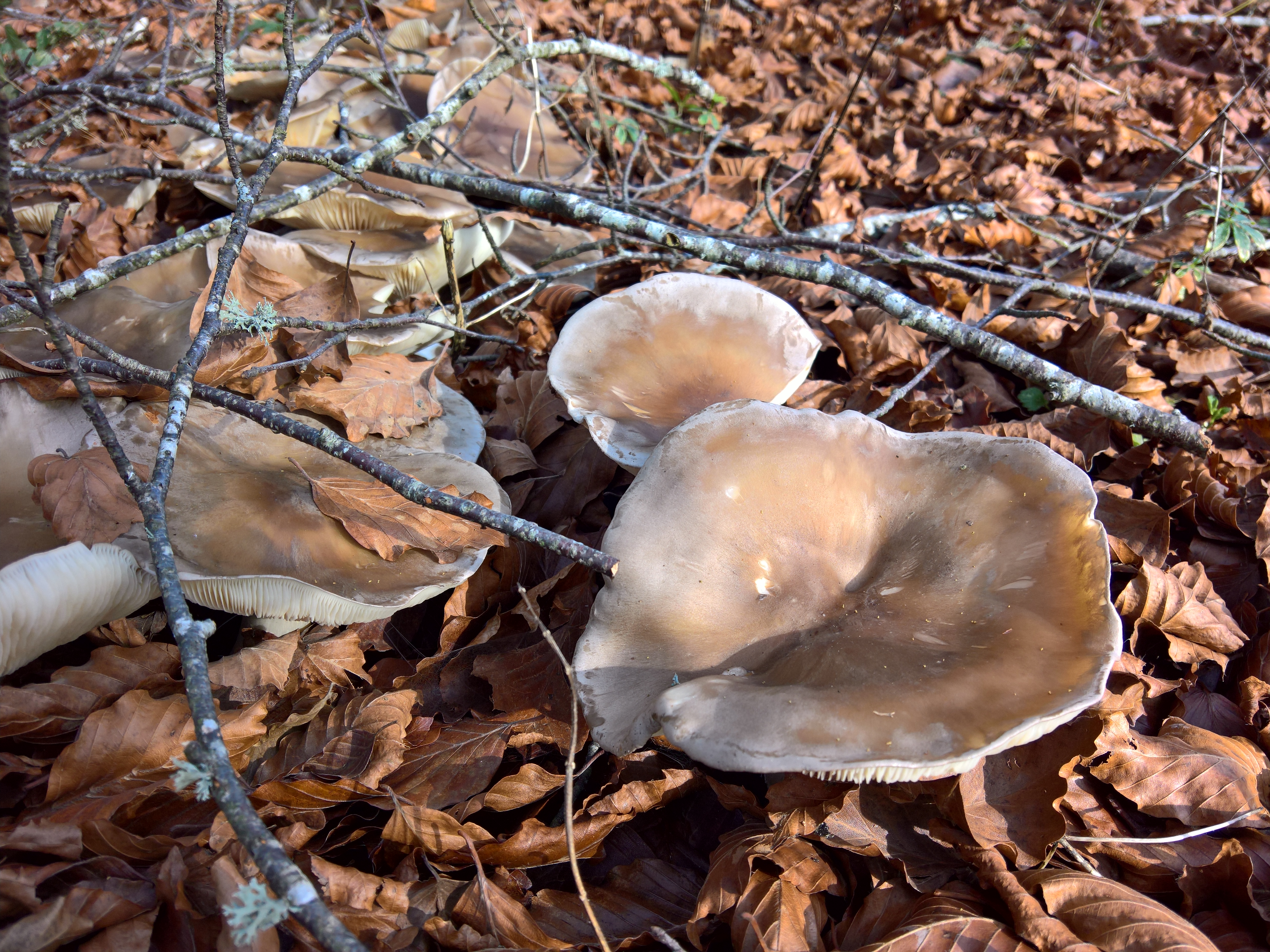 I regali del bosco