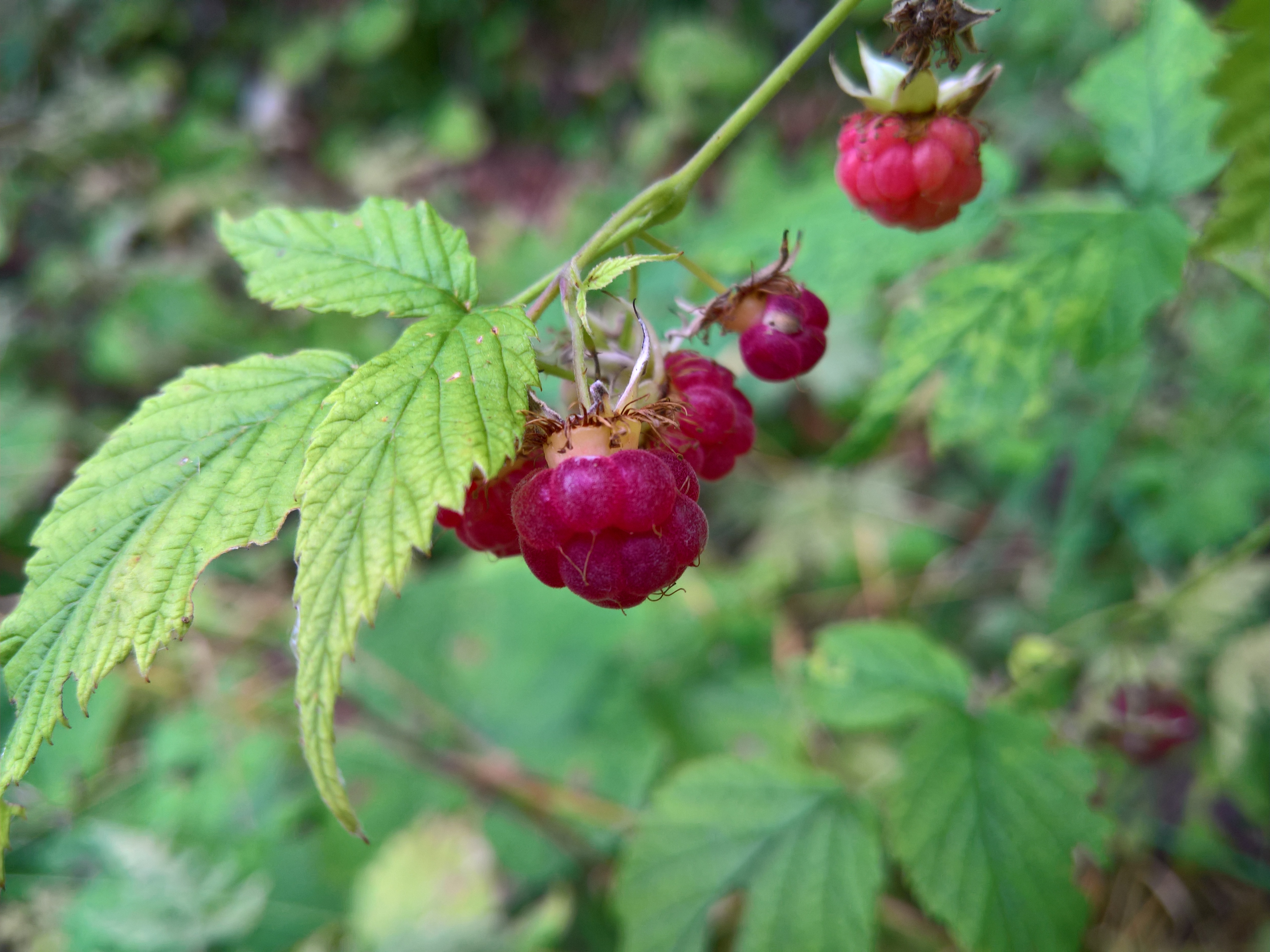lamponi, che scorpacciata