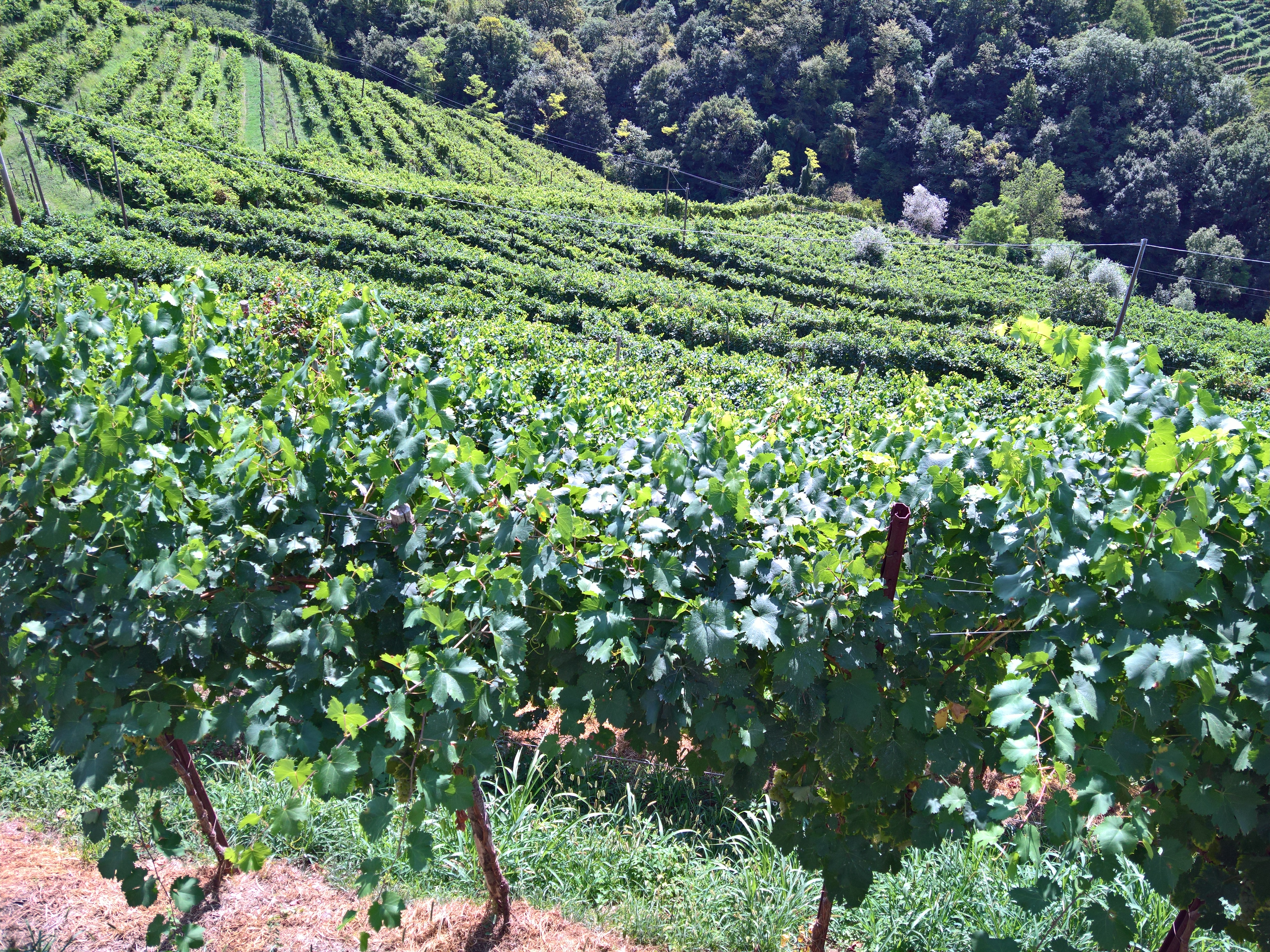 veduta dalla strada del Prosecco