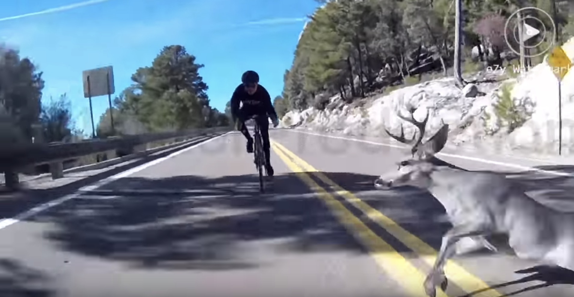 [Video] Ciclista in discesa centra cervo